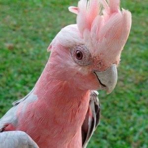 Meet your Posher, Ellen r.